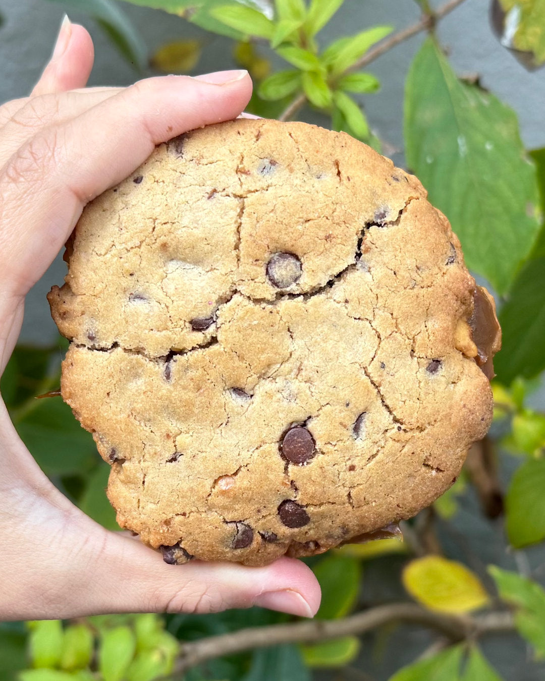 Alfacookie